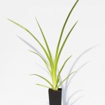 SMOOTH FLAX LILLY